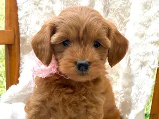 Mini Goldendoodle dogs Honey - Ad 23