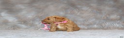 Mini Goldendoodle dogs for sale: Wanda - Ad 6