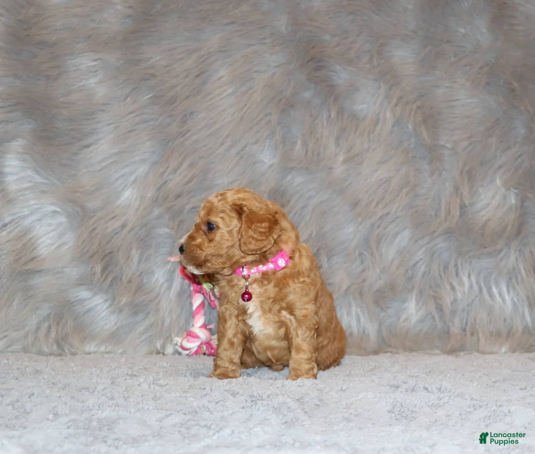 Mini Goldendoodle dogs for sale: Wanda🌷 Genetic Clear Parents - Ad 6