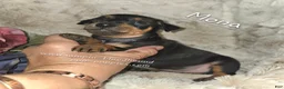 Miniature Pinscher dogs for sale: Mona black and rust  - Ad 3