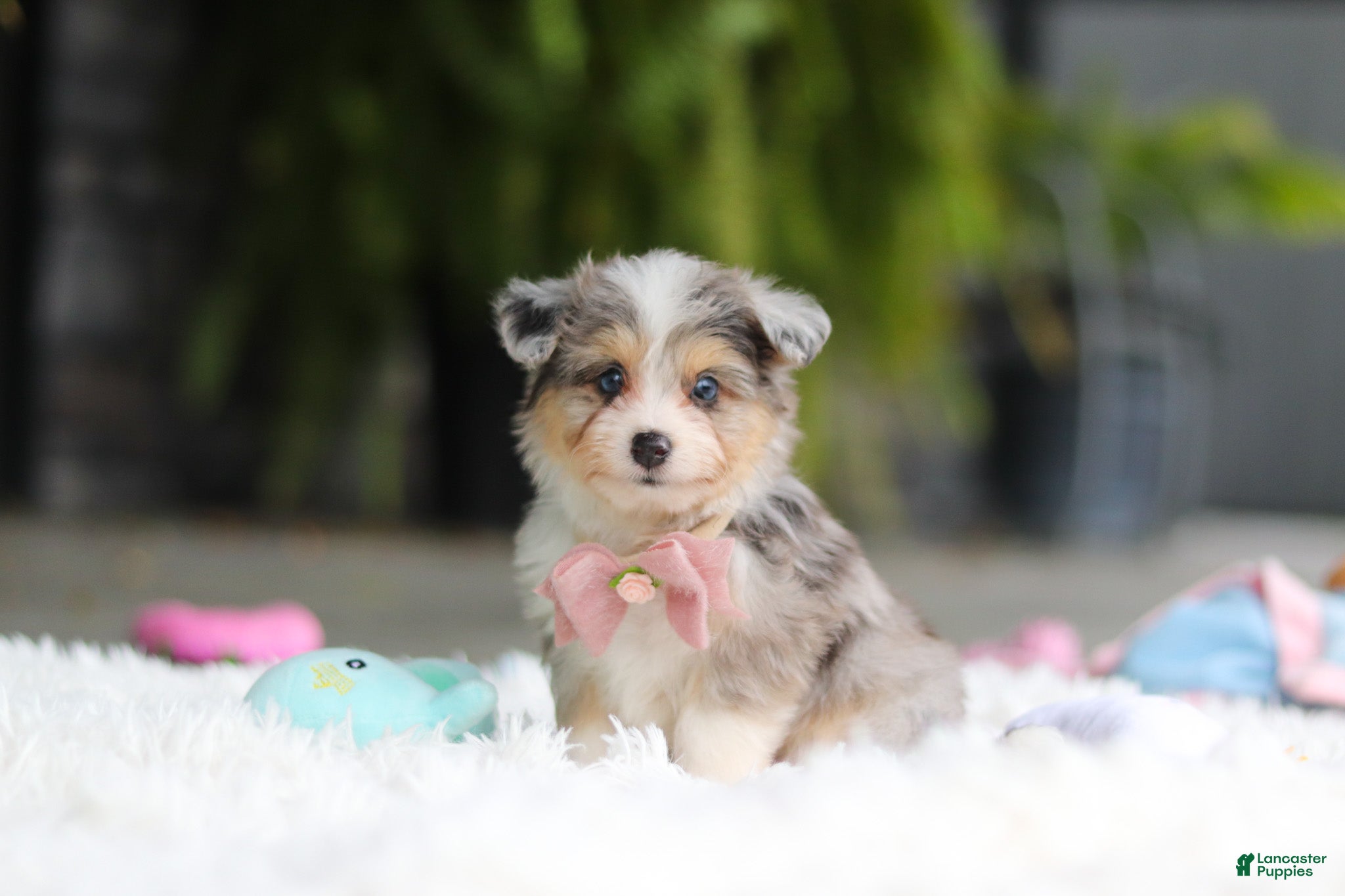 Mixed Breed dogs Nala - Ad 1