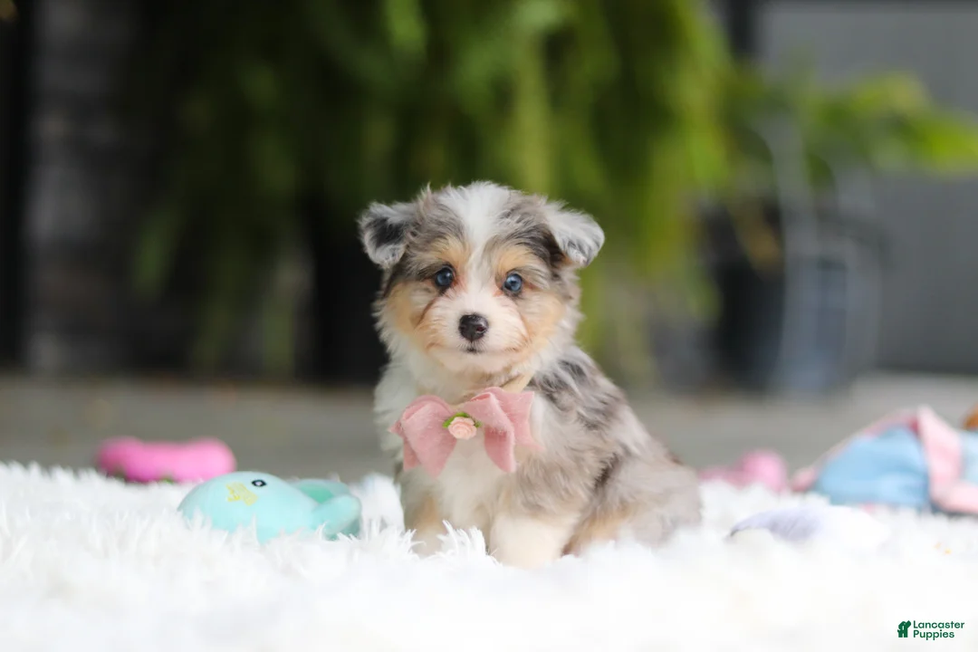 Mixed Breed dogs for sale: Nala - Ad 1