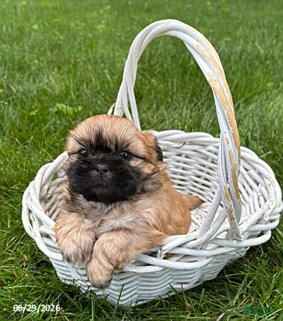 Shih Tzu dogs Jackson - Ad 2