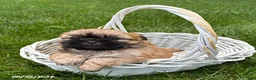 Shih Tzu dogs for sale: Jackson - Ad 2