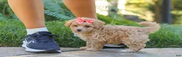 Maltipoo dogs for sale: Posie - Ad 9
