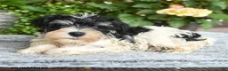 Miniature Schnauzer dogs for sale: Shawn  - Ad 4