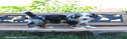 Mini Bernedoodle dogs for sale: Lucky - Ad 5