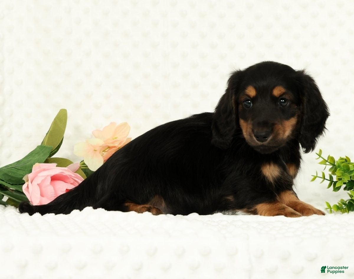 Miniature Dachshund dogs for sale: Samson - Ad 9