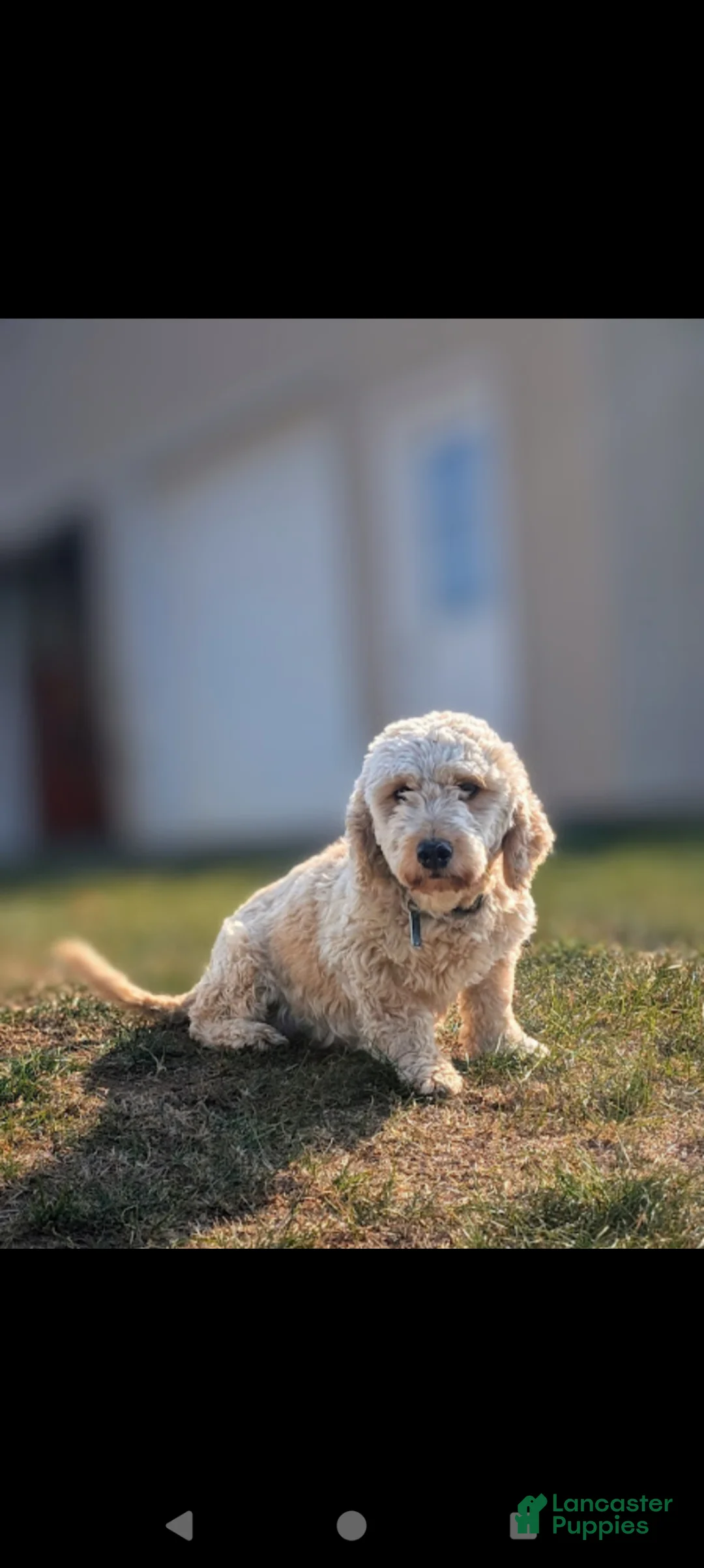 Mini Goldendoodle dogs for sale: Riley - Ad 7
