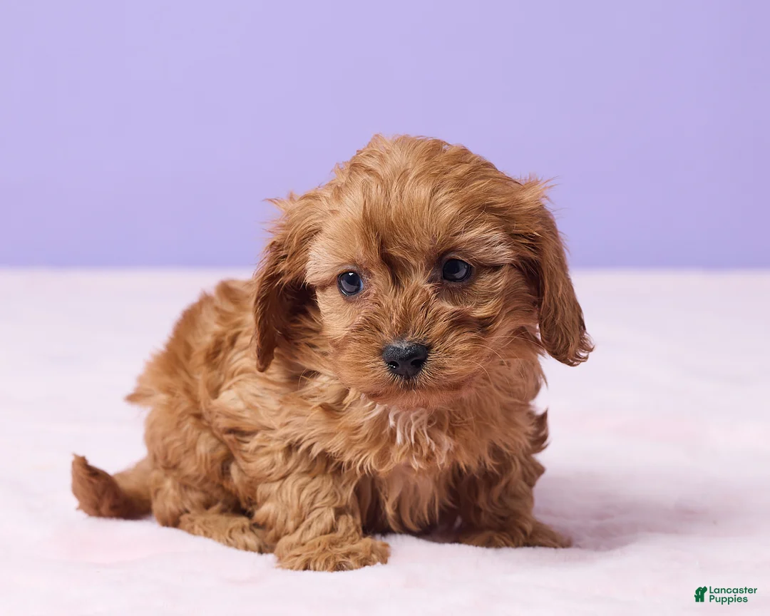 Cavapoo dogs for sale: Rose - Ad 4