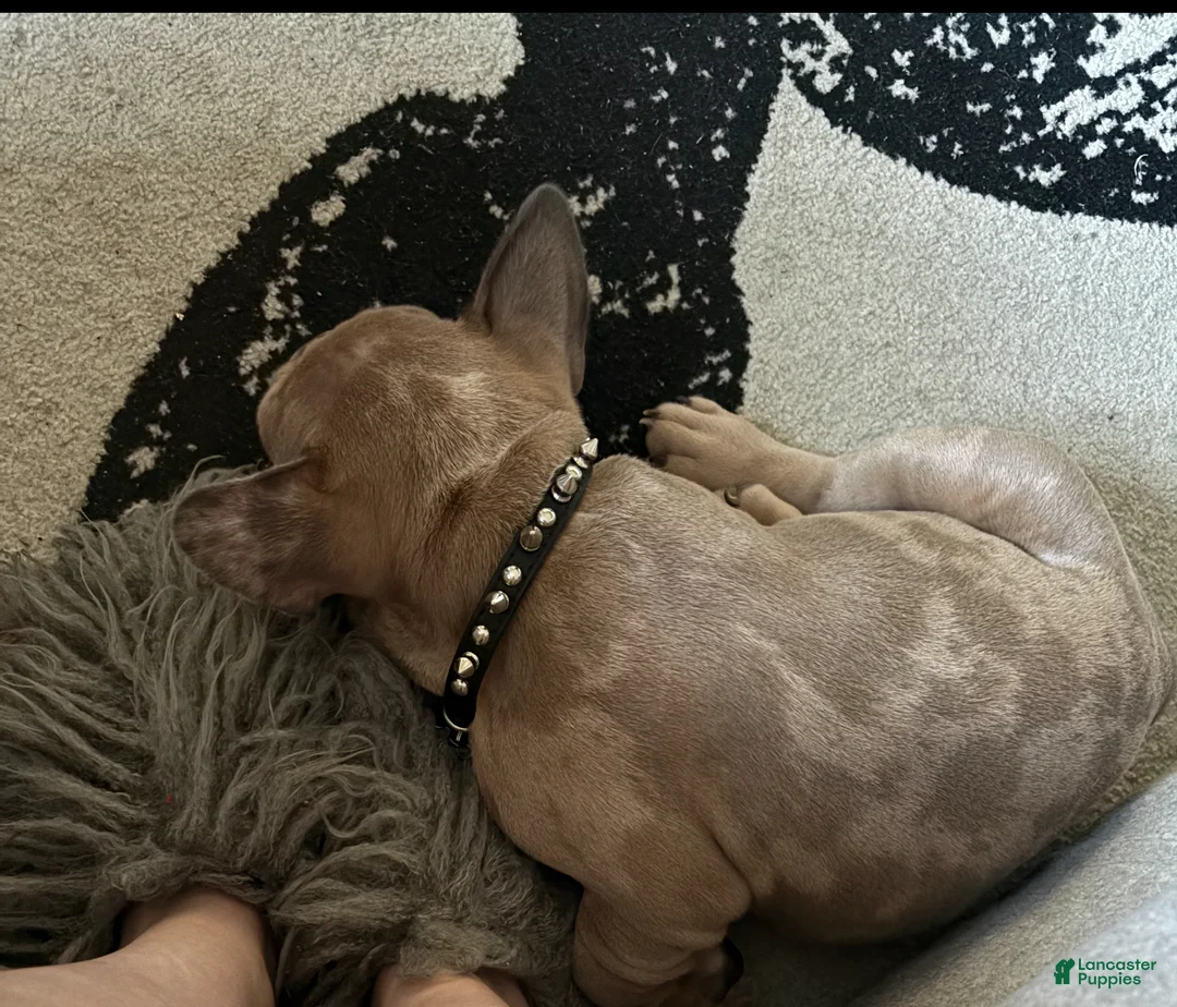 French Bulldog dogs for sale: French Bulldog Puppy 1 - Ad 2