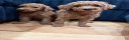 Miniature Poodle dogs for sale: Miniature Poodle 1 - Ad 6