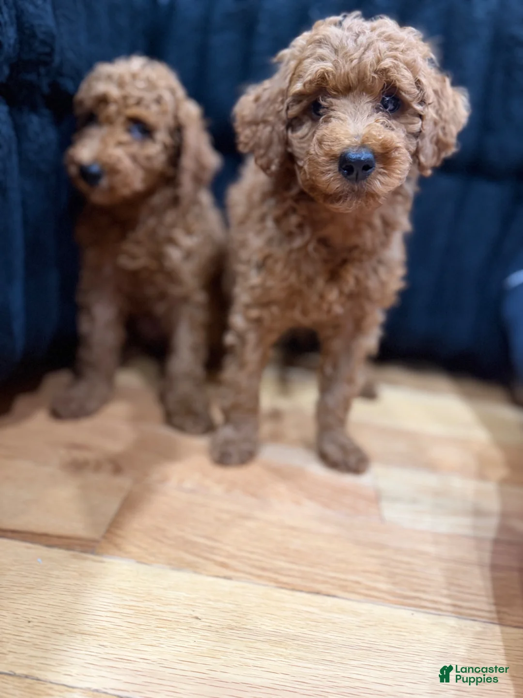 Miniature Poodle dogs for sale: Miniature Poodle 1 - Ad 6