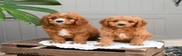 Cavapoo dogs for sale: Smores - Ad 5