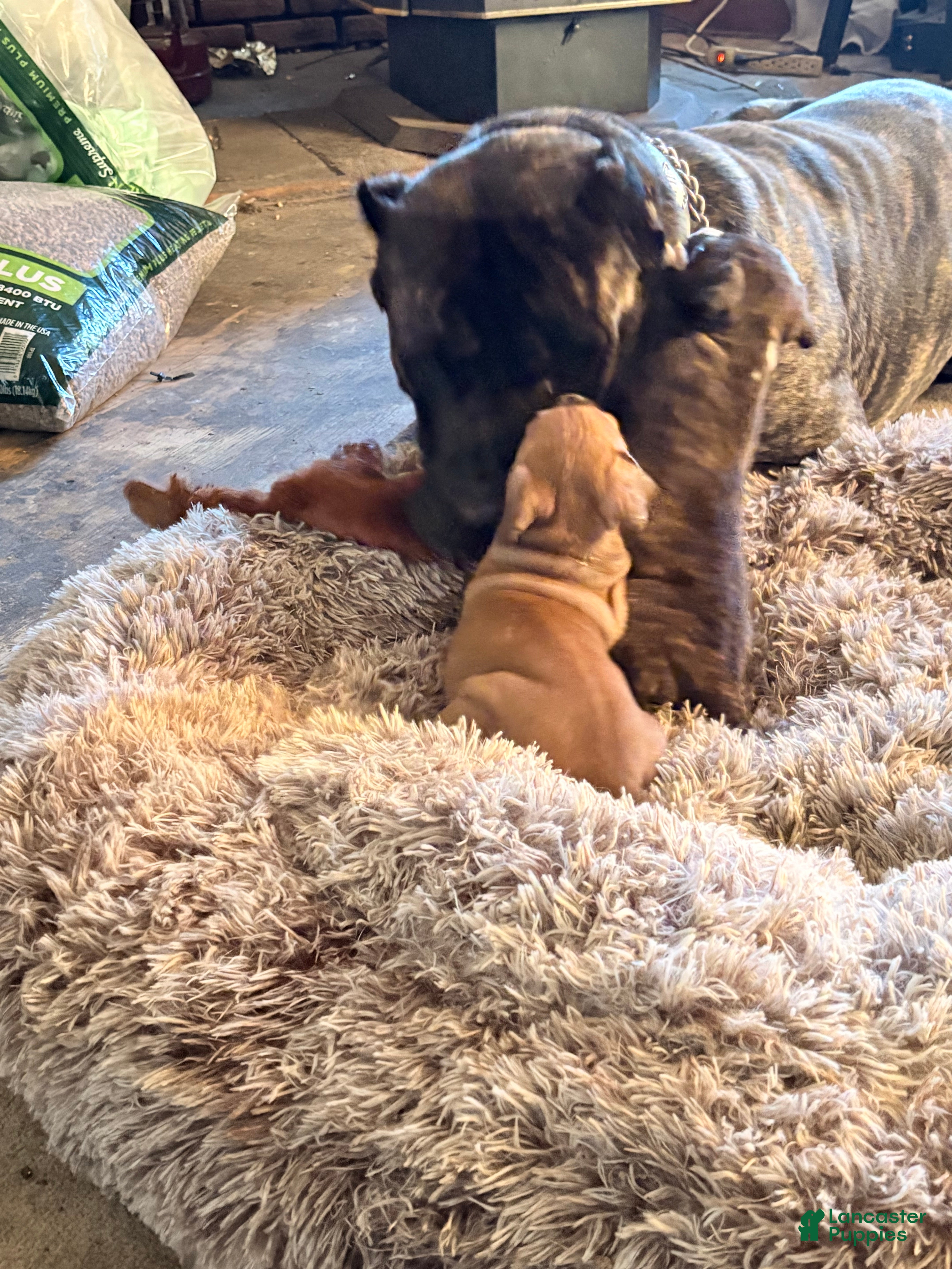 Mixed Breed dogs Thing Thing  - Ad 2