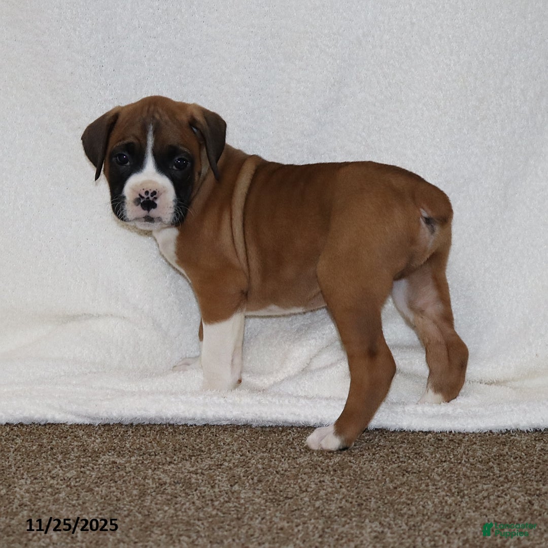 Mixed Breed dogs for sale: Luke - Ad 3