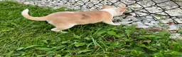 Chihuahua dogs for sale: Akc Marie - Ad 3