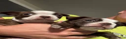 Boston Terrier dogs for sale: Pebbie - Ad 6