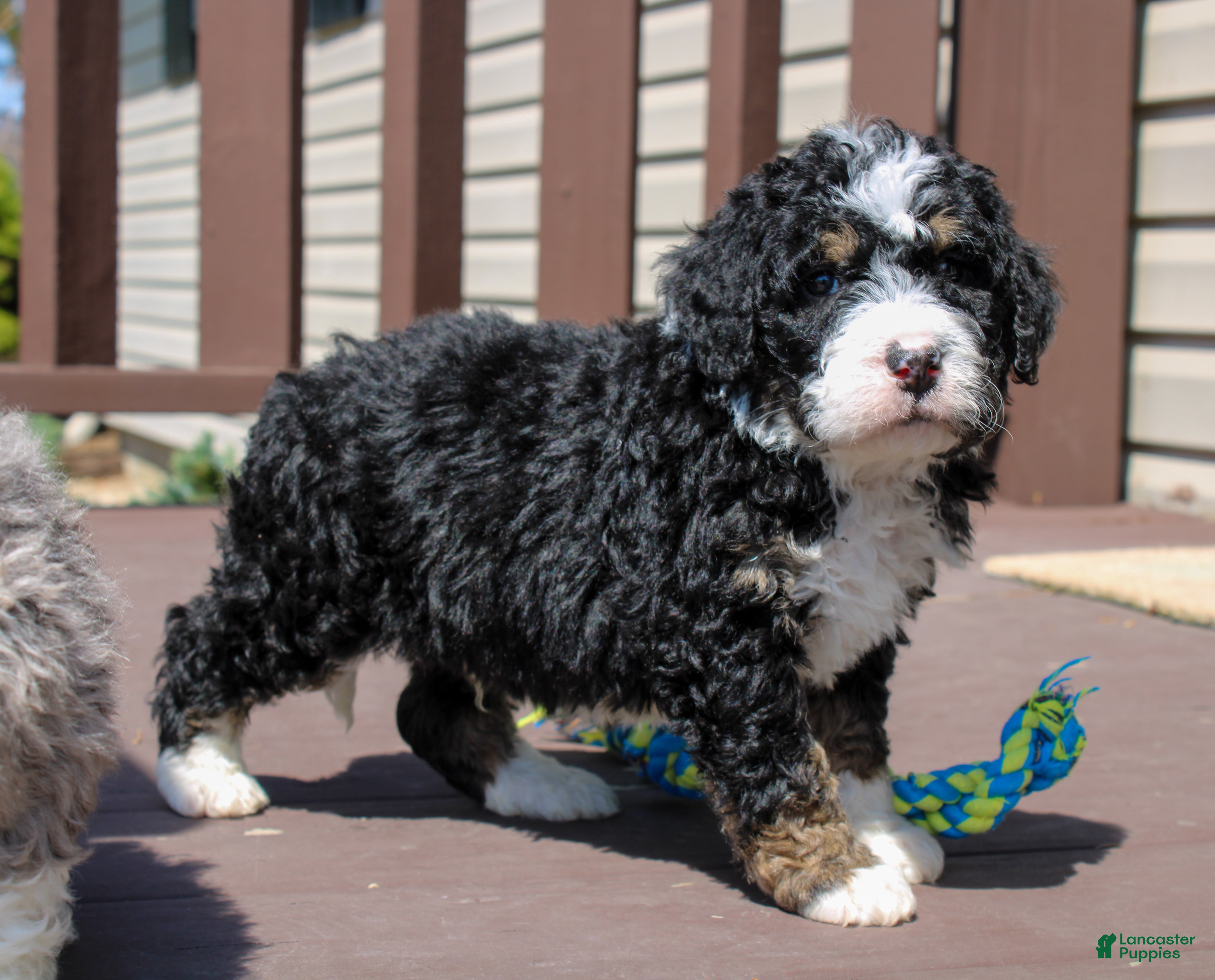 Mini Bernedoodle dogs Parker - Ad 2