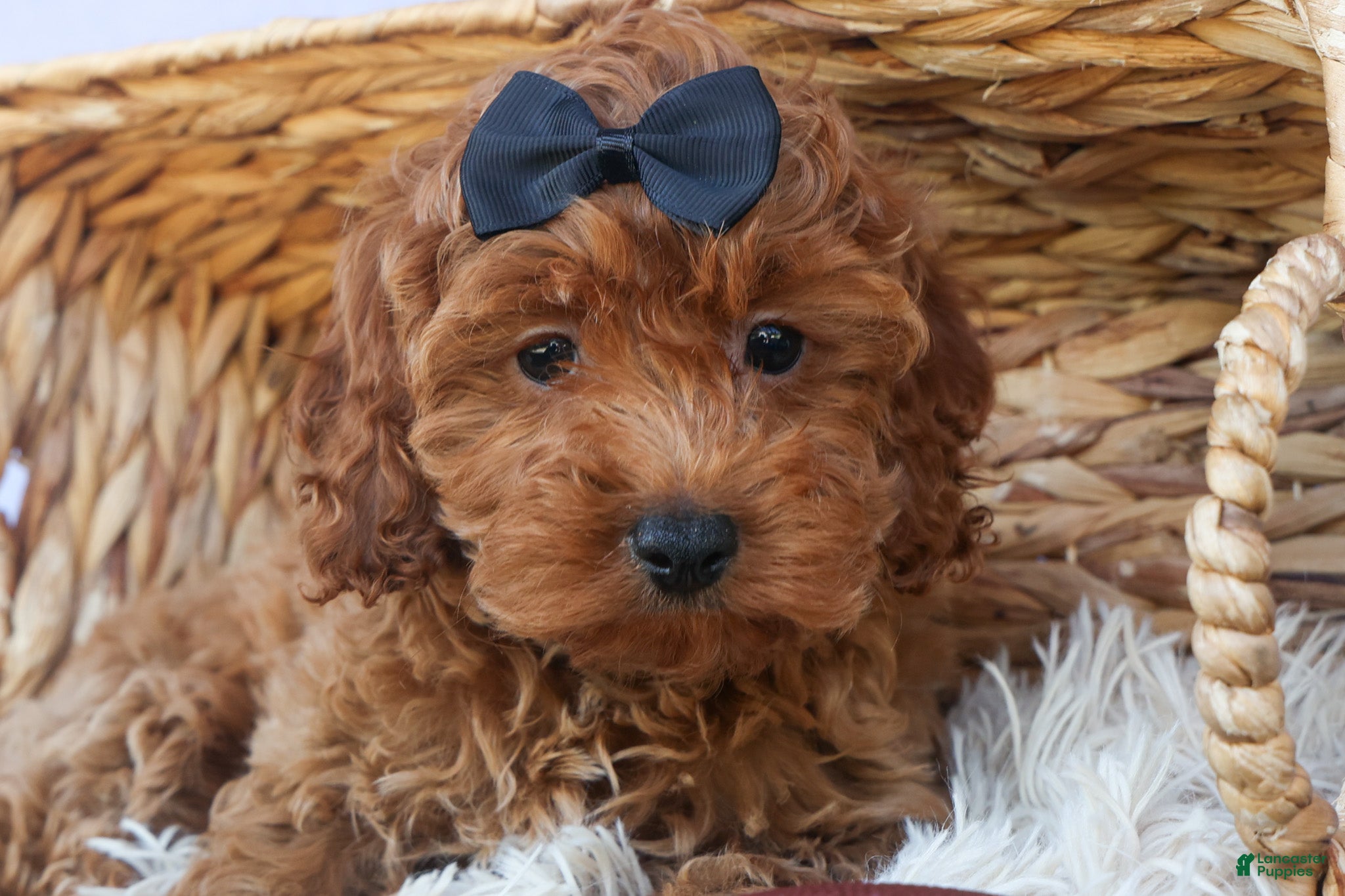 Cavapoo dogs for sale: ROMEO - Ad 4