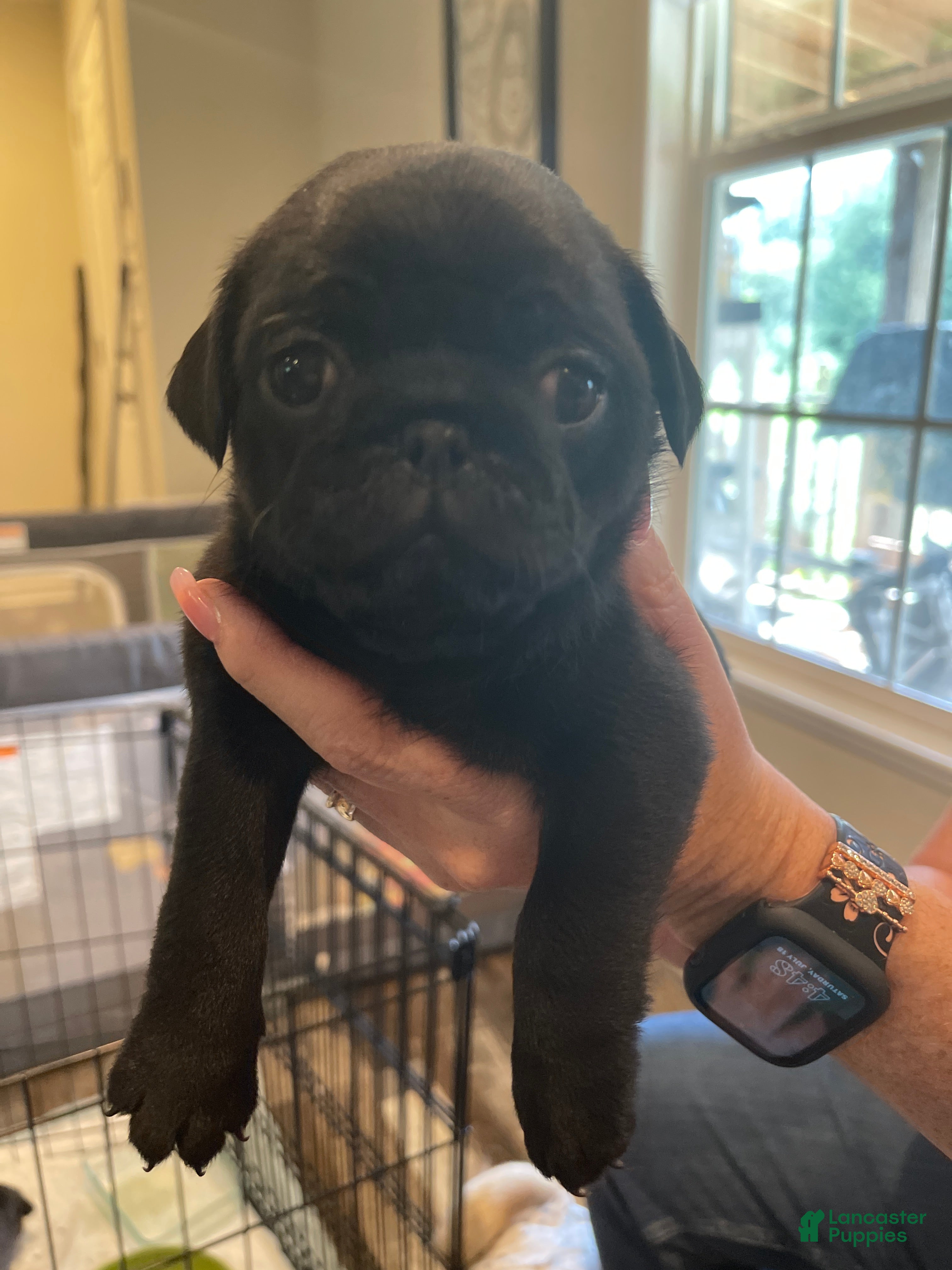 Pug dogs Pug 1 - Ad 10