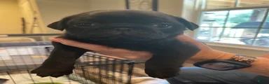 Pug 1