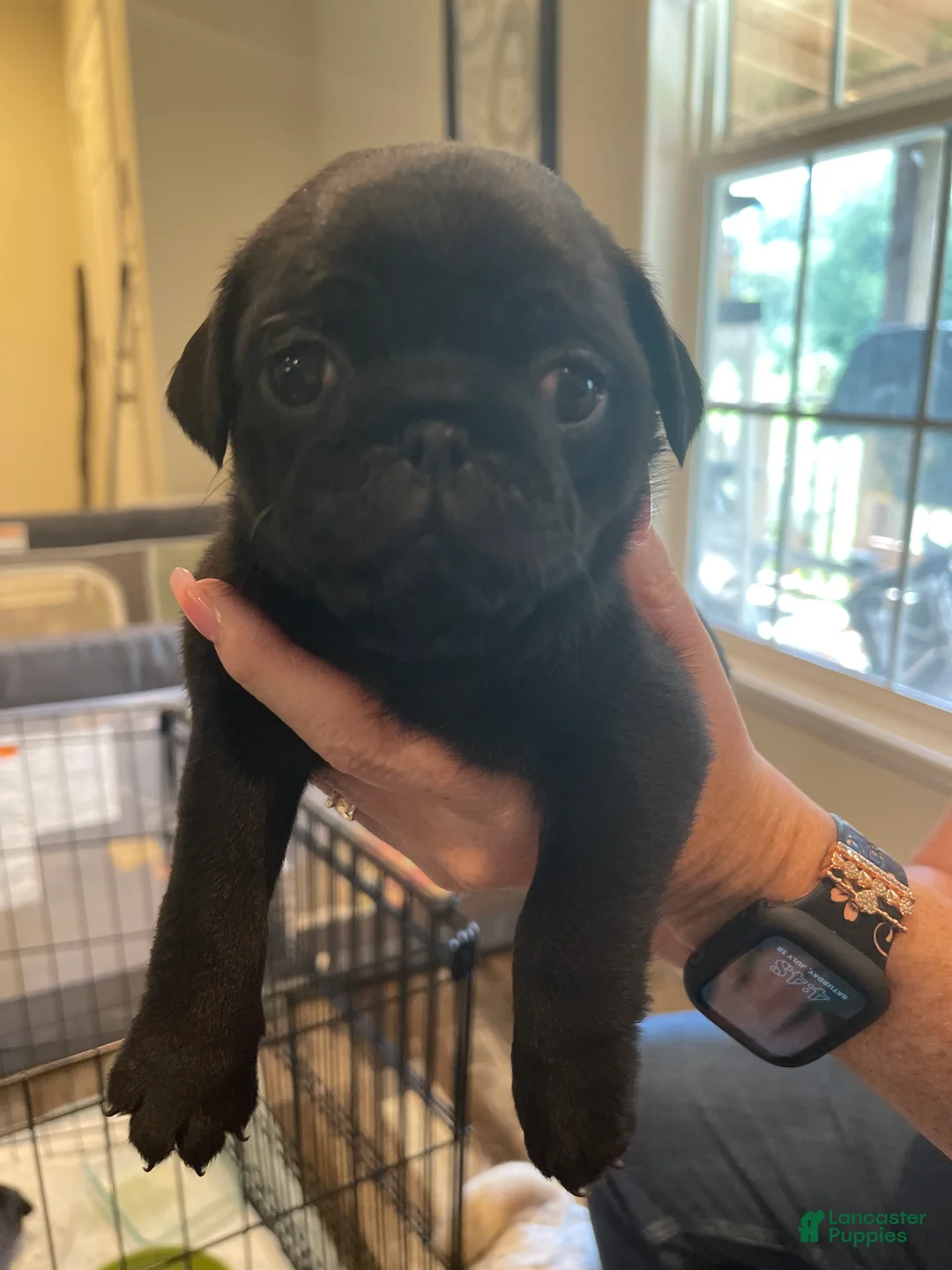 Pug dogs for sale: Pug 1 - Ad 1