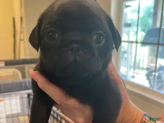 Pug dogs Pug 1 - Ad 15