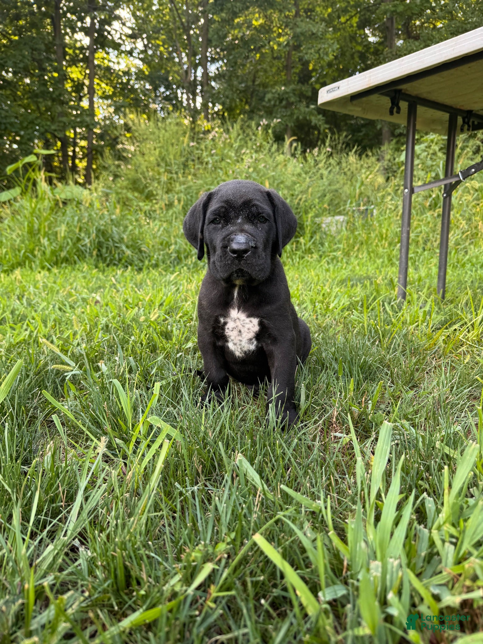 Cane Corso dogs Ben - Ad 2