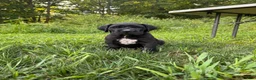 Cane Corso dogs for sale: Ben - Ad 2