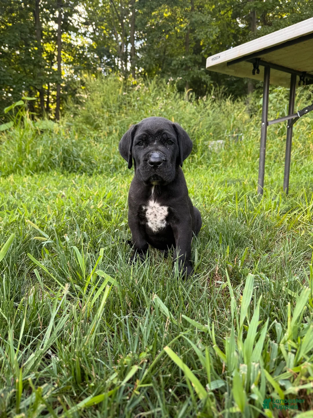 Cane Corso dogs for sale: Ben - Ad 2