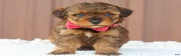 Toy Poodle dogs for sale: Hazel - Ad 5