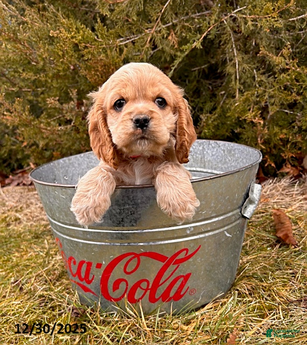 Cocker Spaniel dogs for sale: Zoey - Ad 2