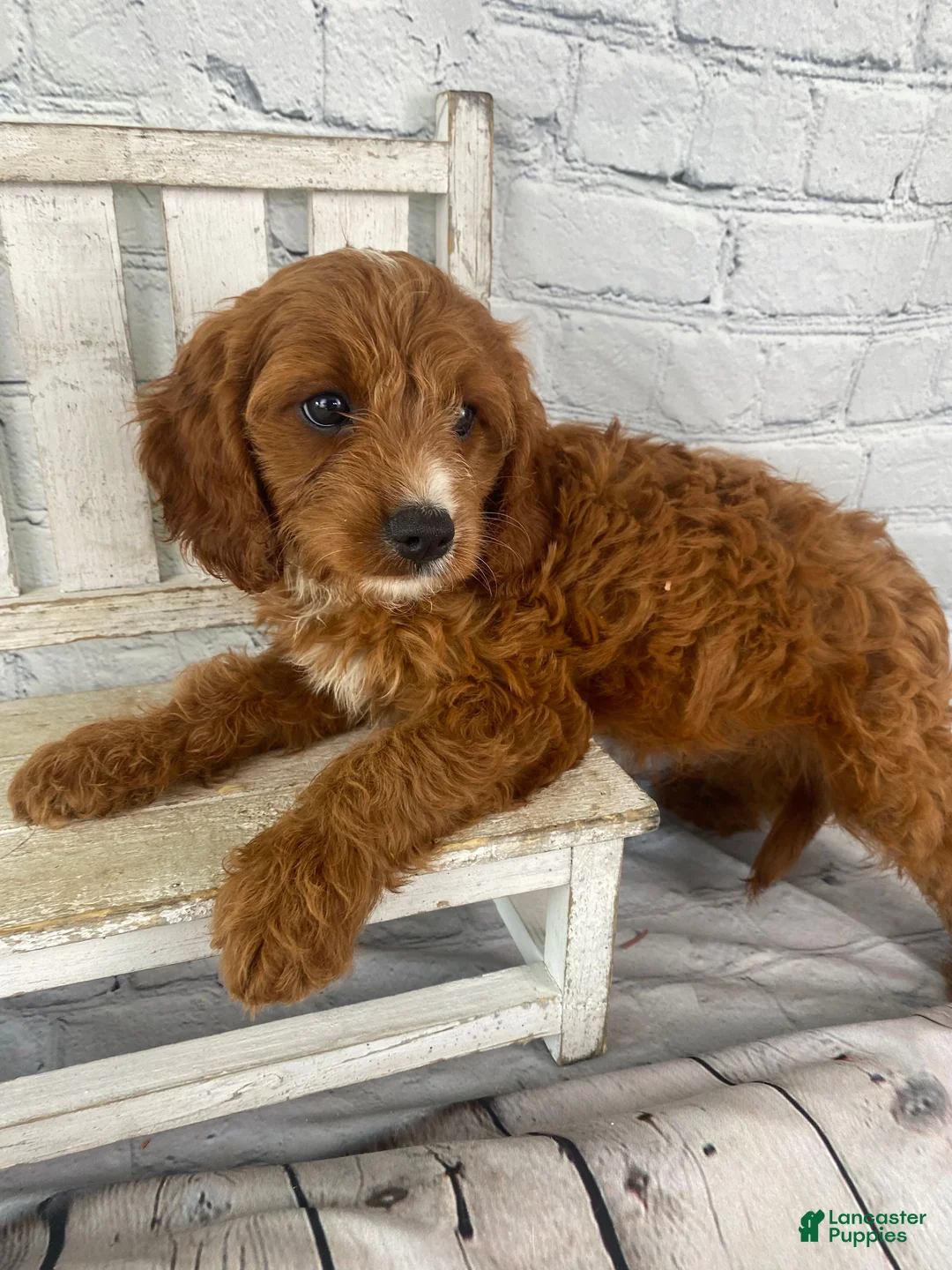 Cavapoo dogs for sale: Max - Ad 10