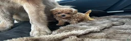 Maltipoo dogs for sale: Teddy J - Korean Teacup Maltipoo - Ad 3
