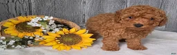 Toy Poodle dogs for sale: Quinn - Ad 3