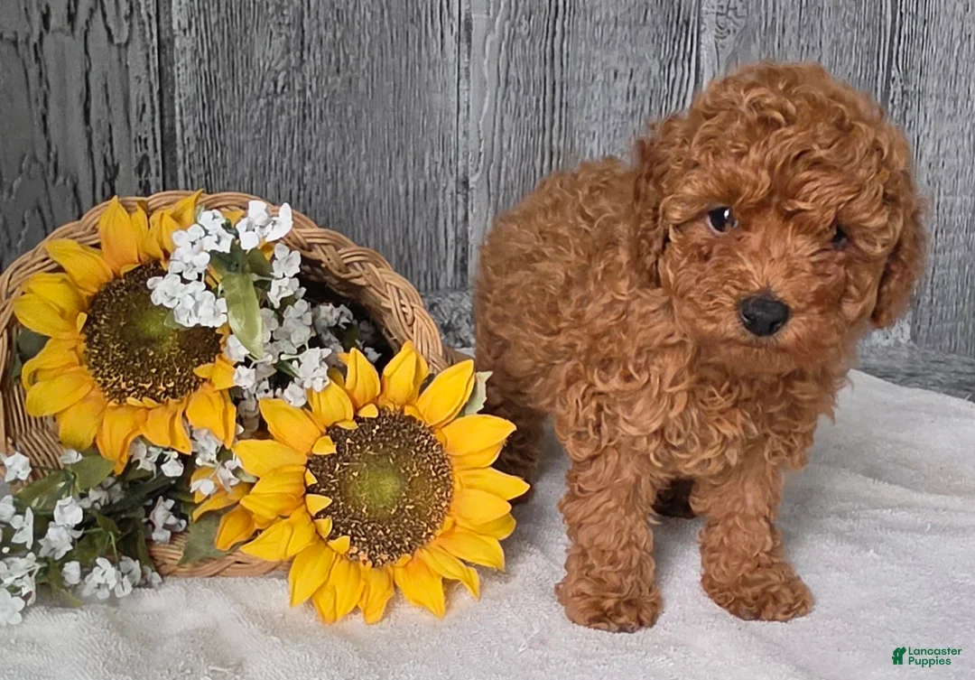 Toy Poodle dogs for sale: Quinn - Ad 3