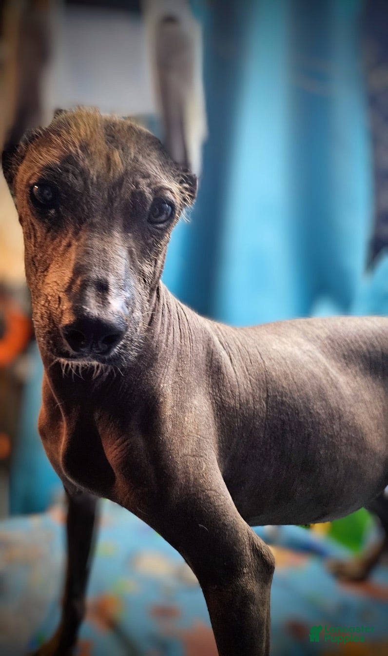 Xoloitzcuintle dogs Xoloitzcuintle Male Young adult Adolescent  - Ad 11