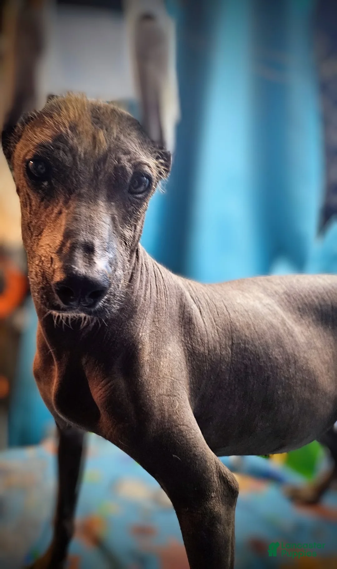 Xoloitzcuintle dogs for sale: Xoloitzcuintle Male Young adult Adolescent  - Ad 1