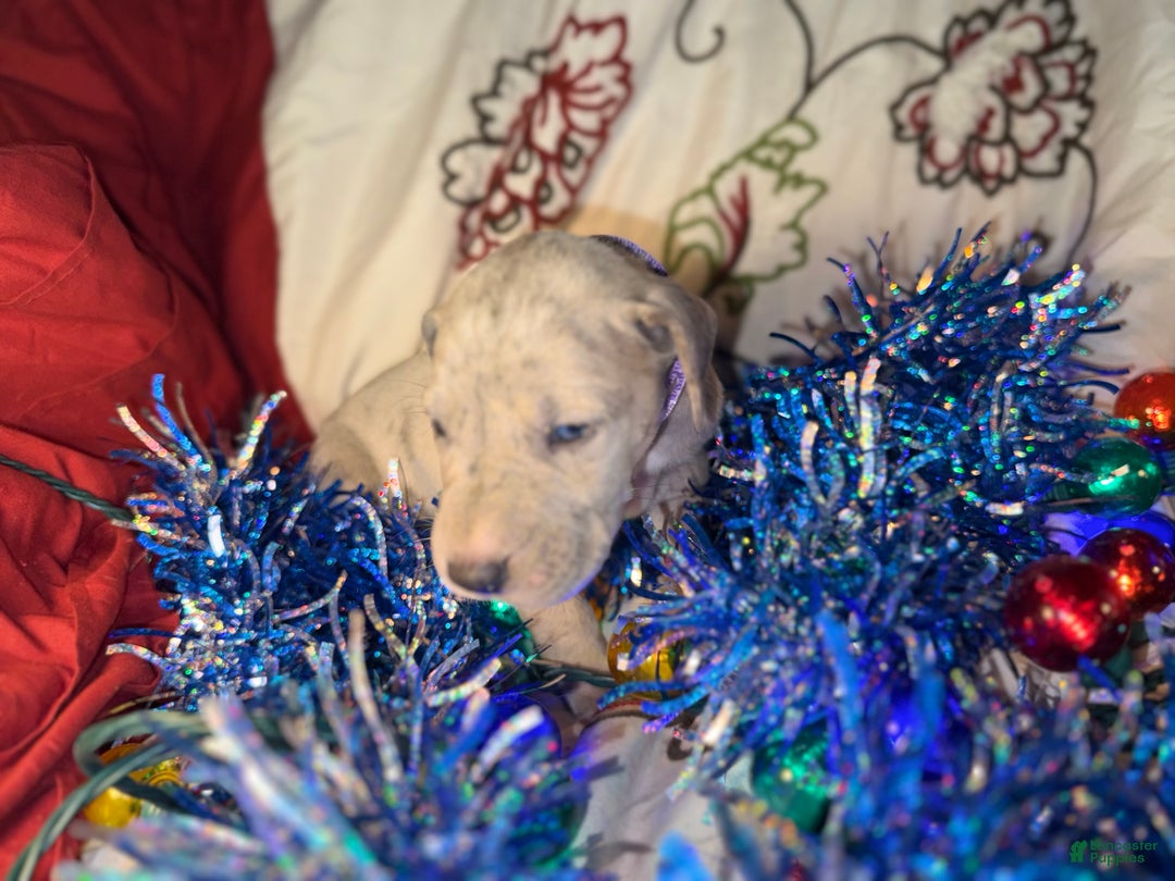 Great Dane dogs for sale: Milo - Ad 9