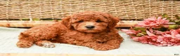 Miniature Labradoodle dogs for sale: Berry - Ad 5
