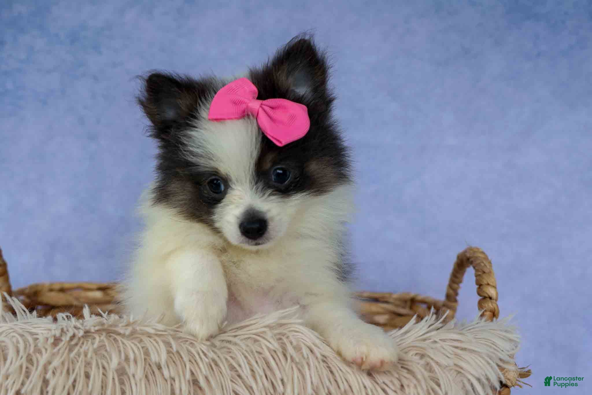Pomeranian