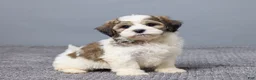 Teddy Bear dogs for sale: Lance - Ad 3