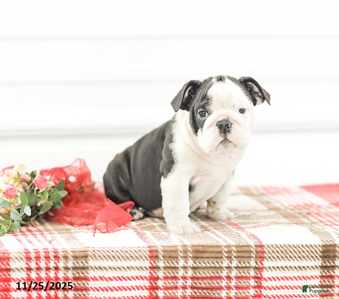 English Bulldog dogs for sale: Rose - Ad 1