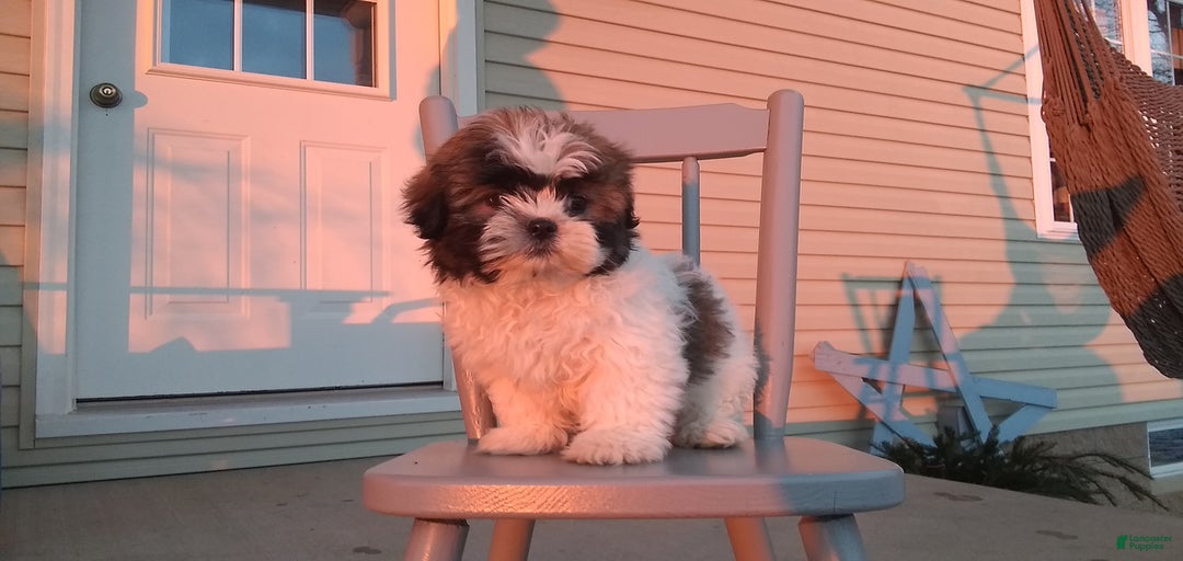 Gallery Image {{count}}