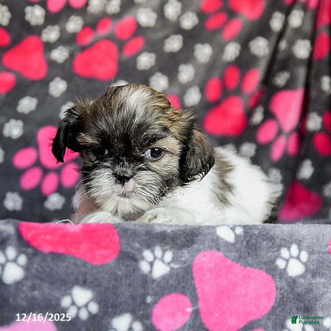 Shih Tzu dogs for sale: Sarge - Ad 5