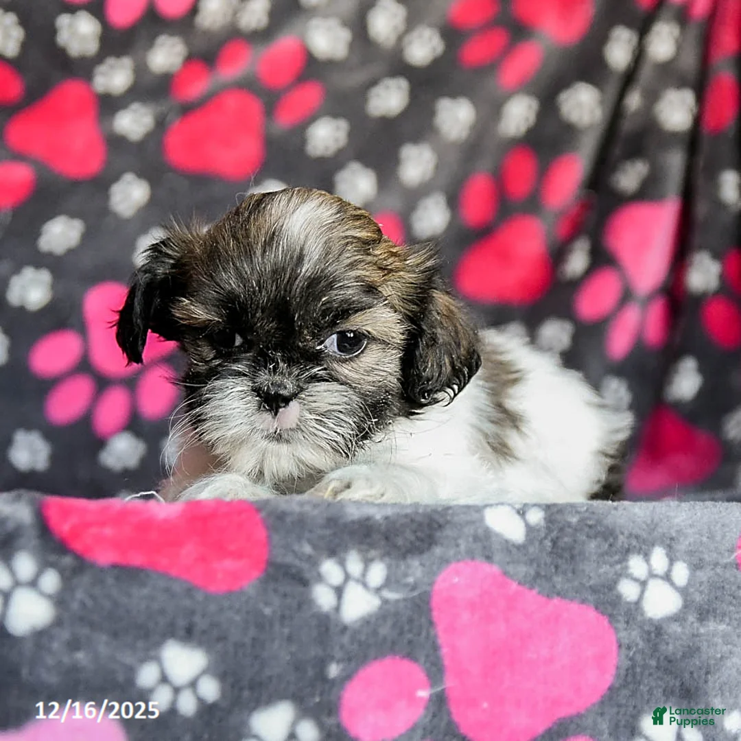 Shih Tzu dogs for sale: Sarge - Ad 15