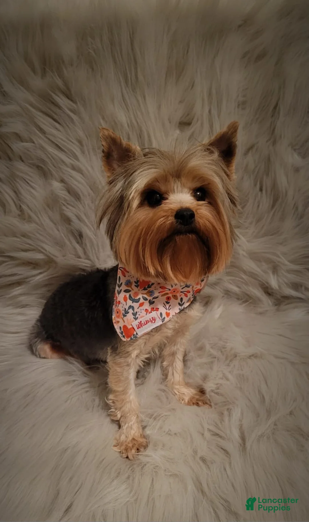 Yorkshire Terrier dogs for sale: Yorkshire Terrier Girl - Ad 3