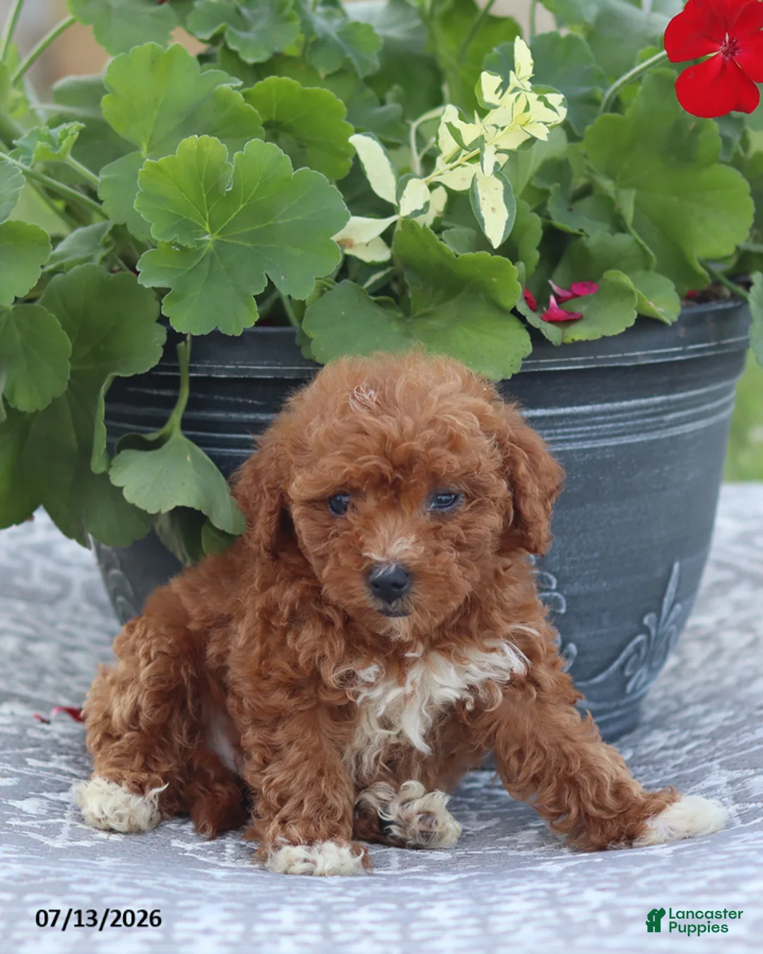 Miniature Poodle dogs for sale: Neva - Ad 2