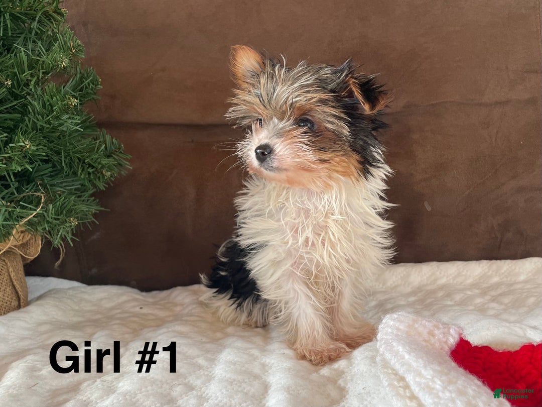 Yorkshire Terrier dogs for sale: Yorkshire Terrier Puppy 1 - Ad 3